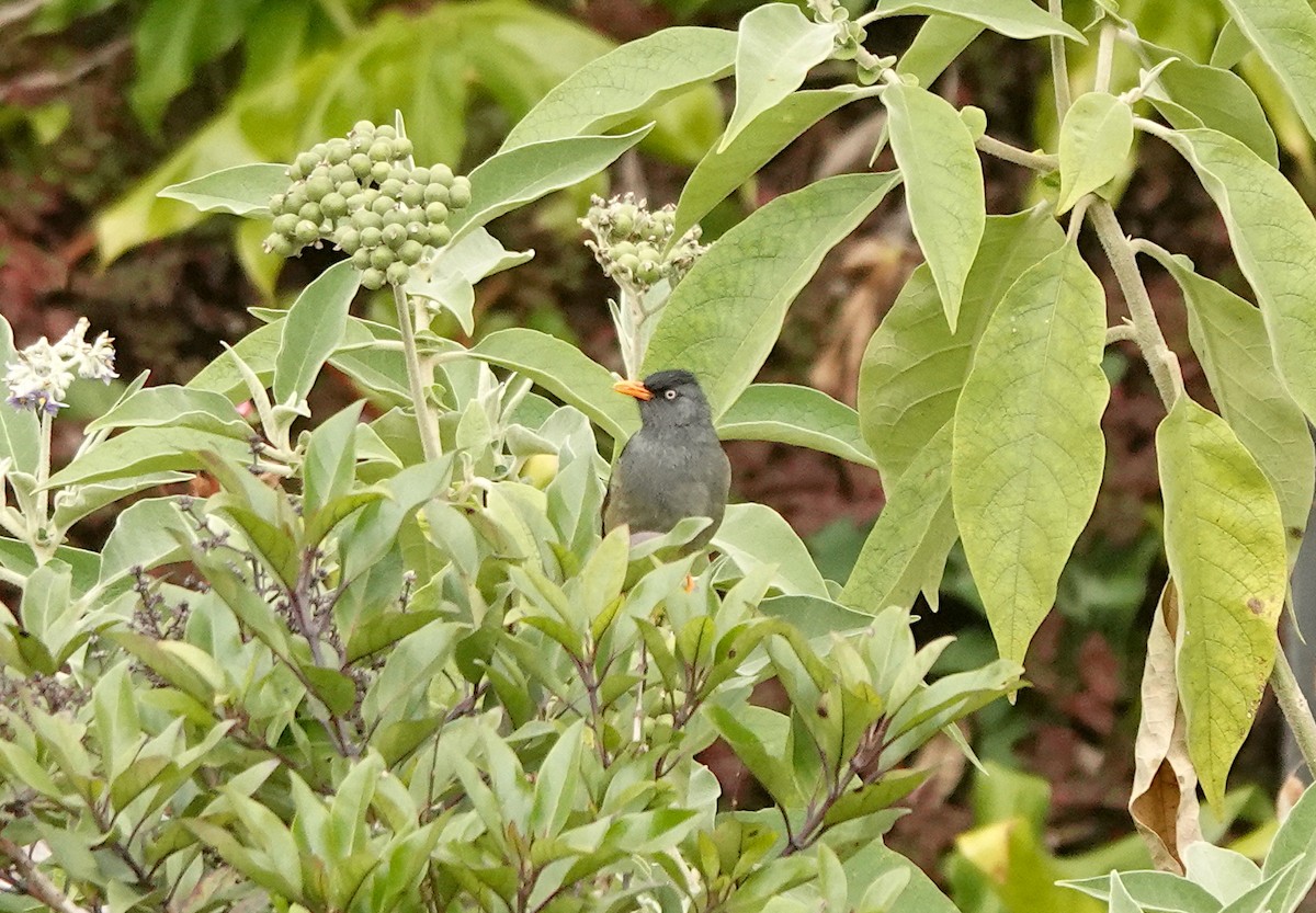 Reunion Bulbul - ML623716093