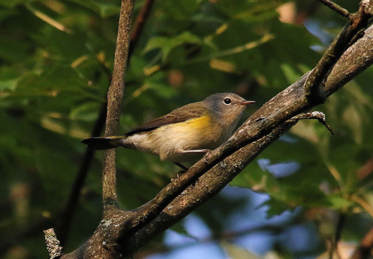 American Redstart - ML623716094