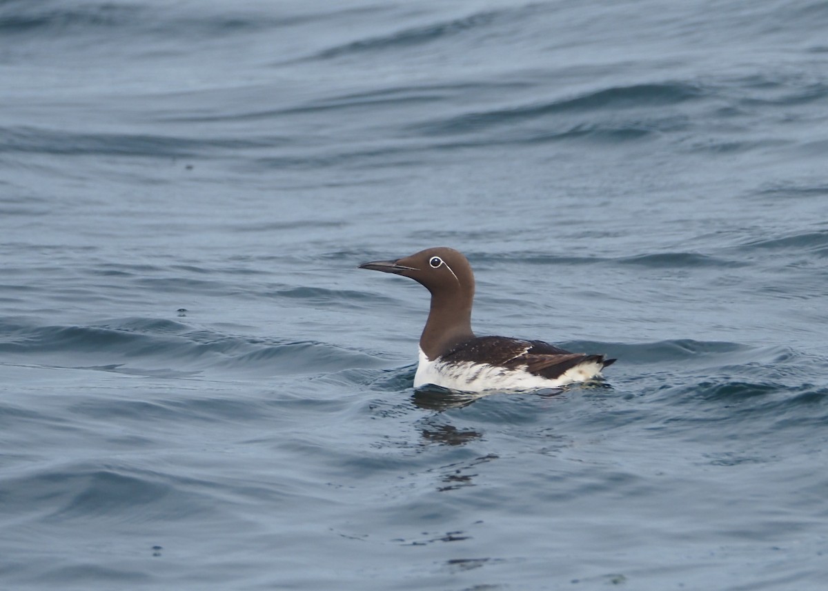 Common Murre - ML623716096