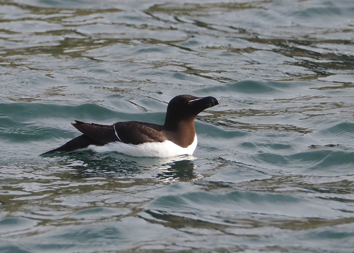 Razorbill - ML623716099