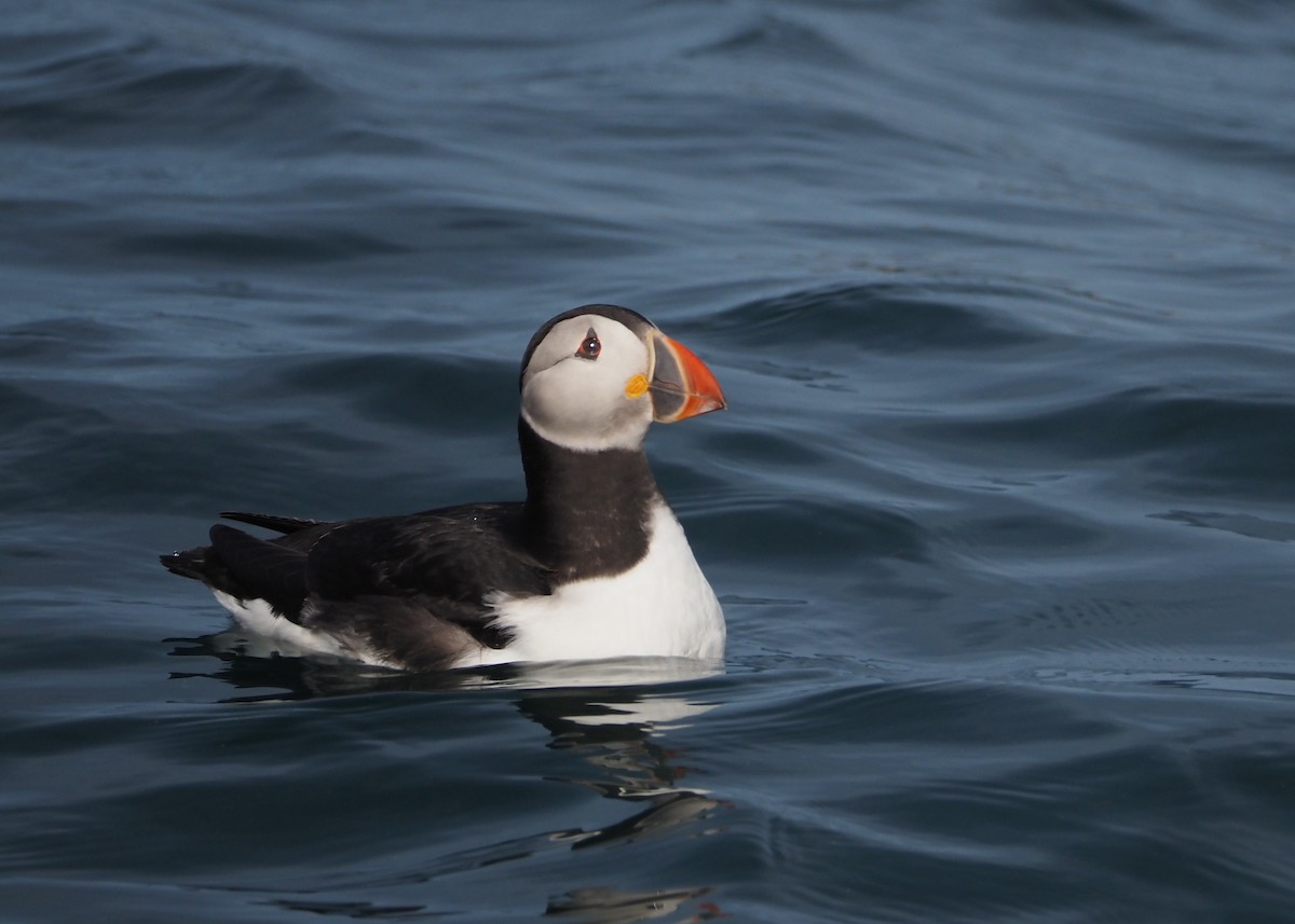 Atlantic Puffin - ML623716100