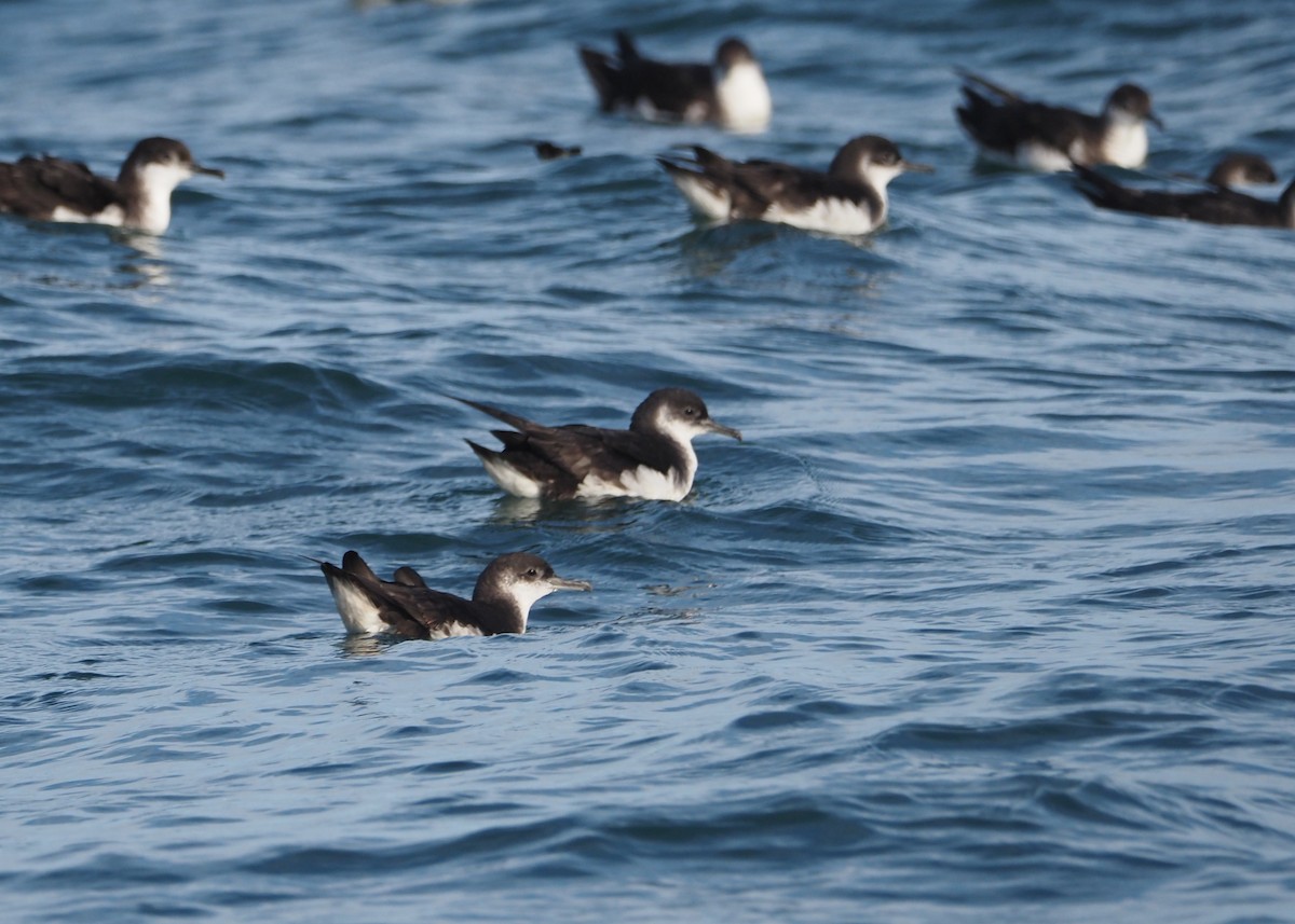 Manx Shearwater - ML623716104