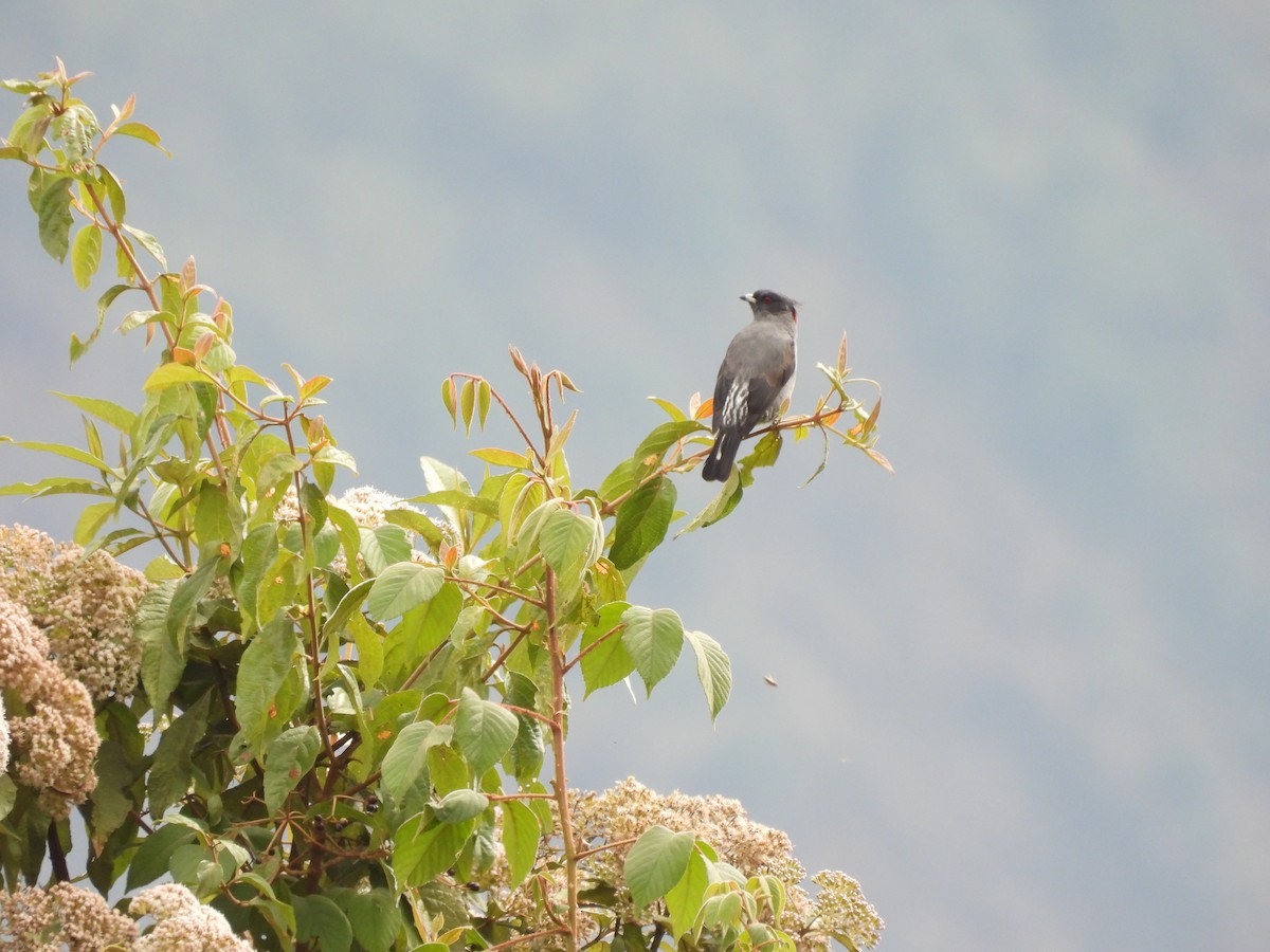 Red-crested Cotinga - ML623716114