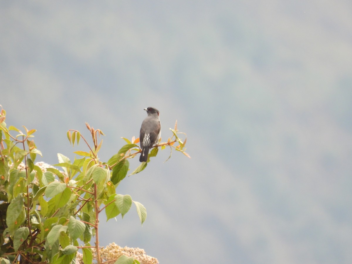 Red-crested Cotinga - ML623716115