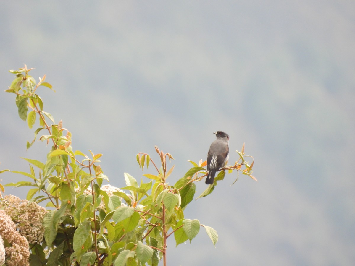 Red-crested Cotinga - ML623716116