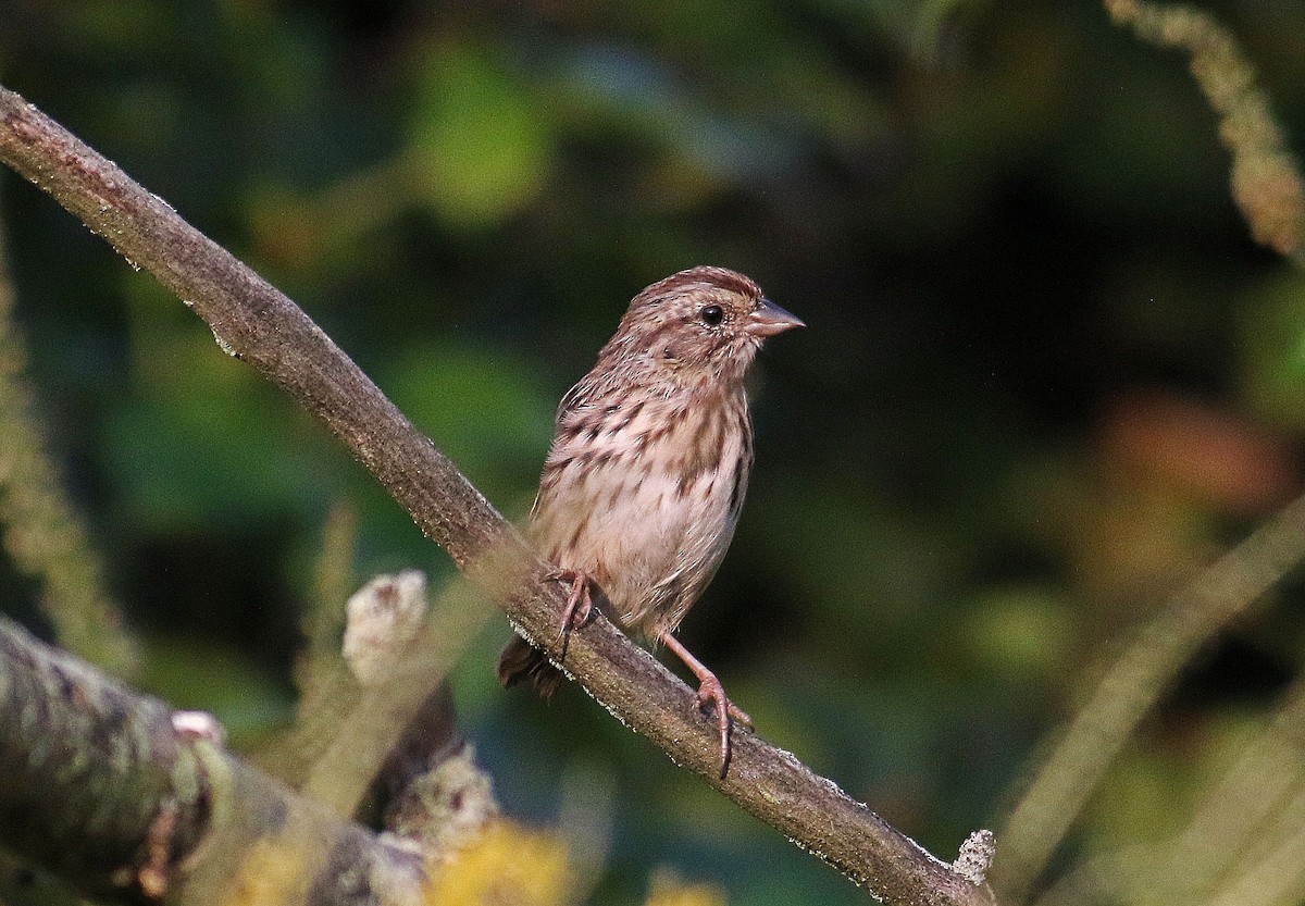 Song Sparrow - John  Cameron