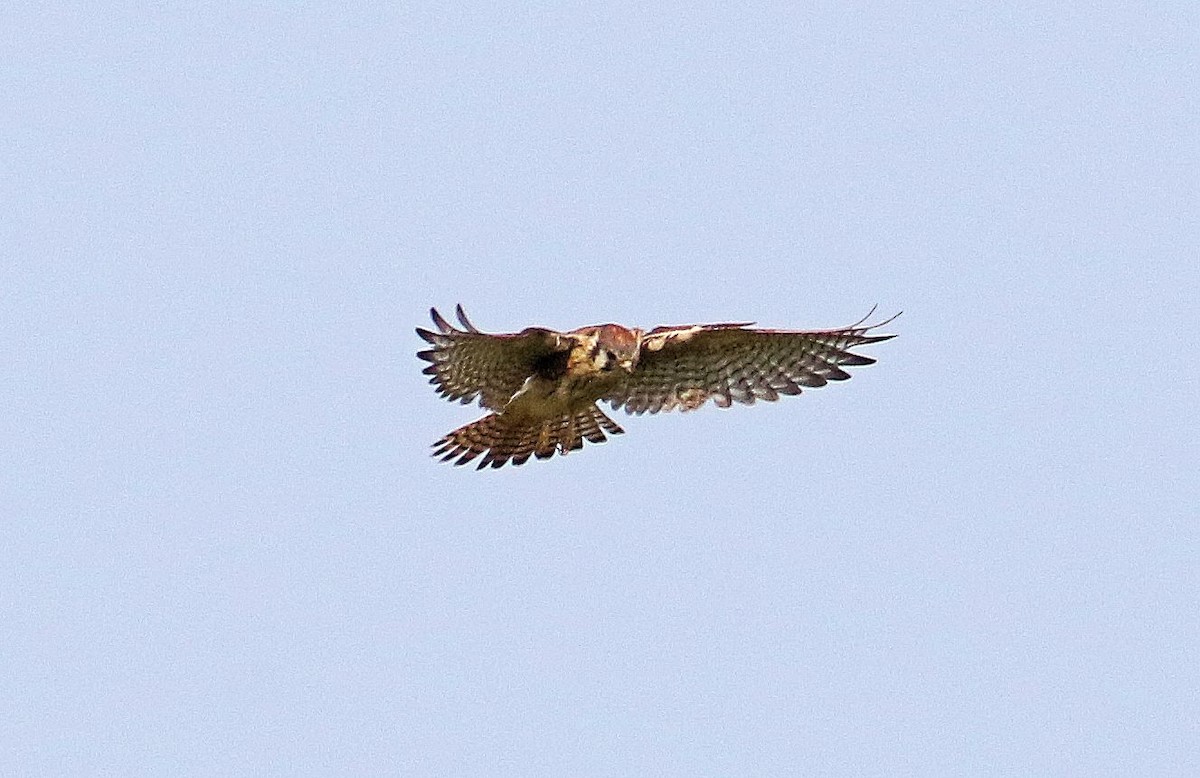 American Kestrel - ML623716228