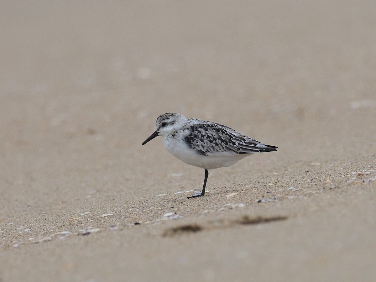 Sanderling - ML623716233