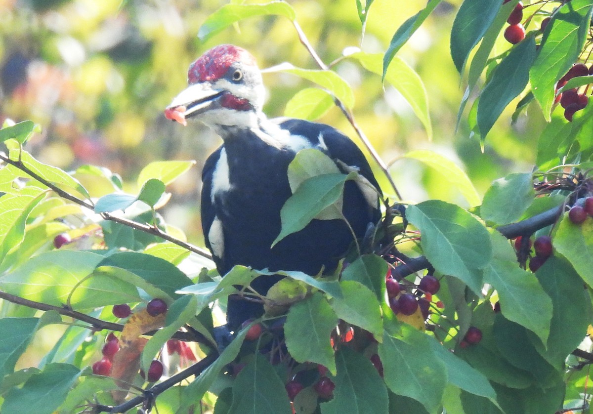 Pileated Woodpecker - ML623716257