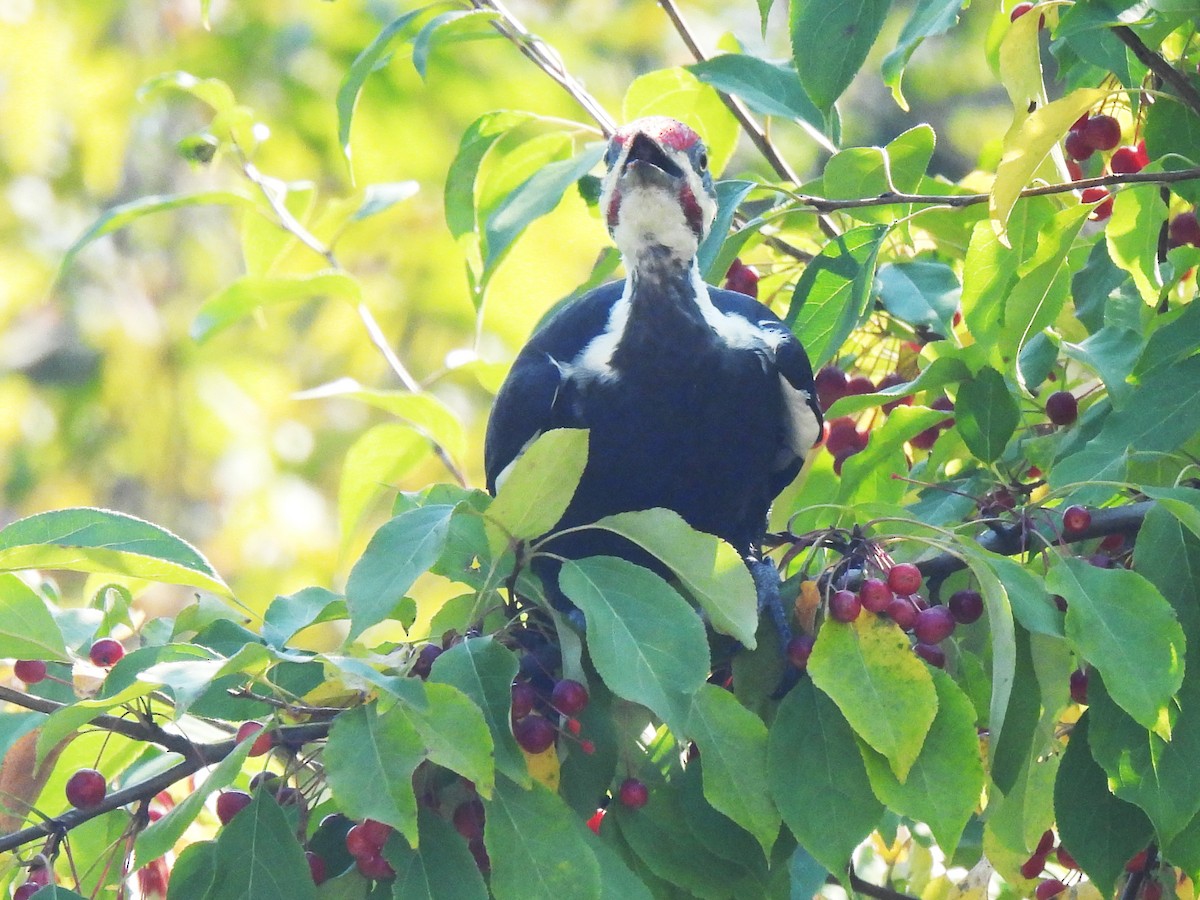 Pileated Woodpecker - ML623716258