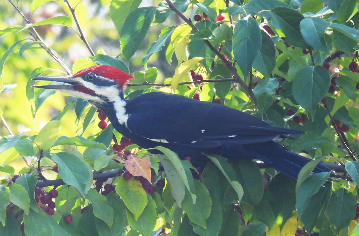 Pileated Woodpecker - ML623716259