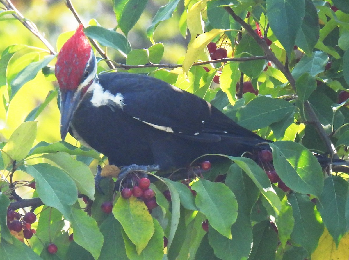 Pileated Woodpecker - ML623716260