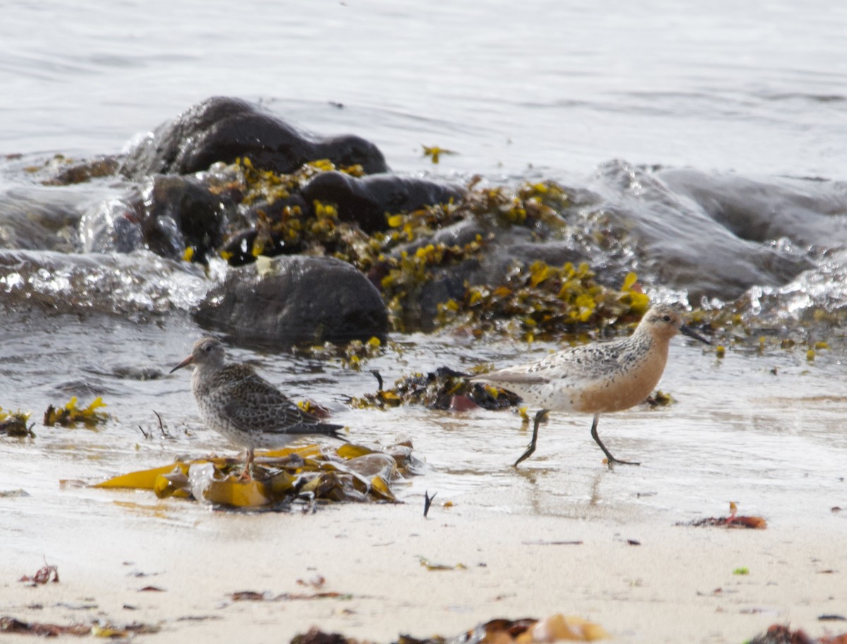 Meerstrandläufer - ML623716275