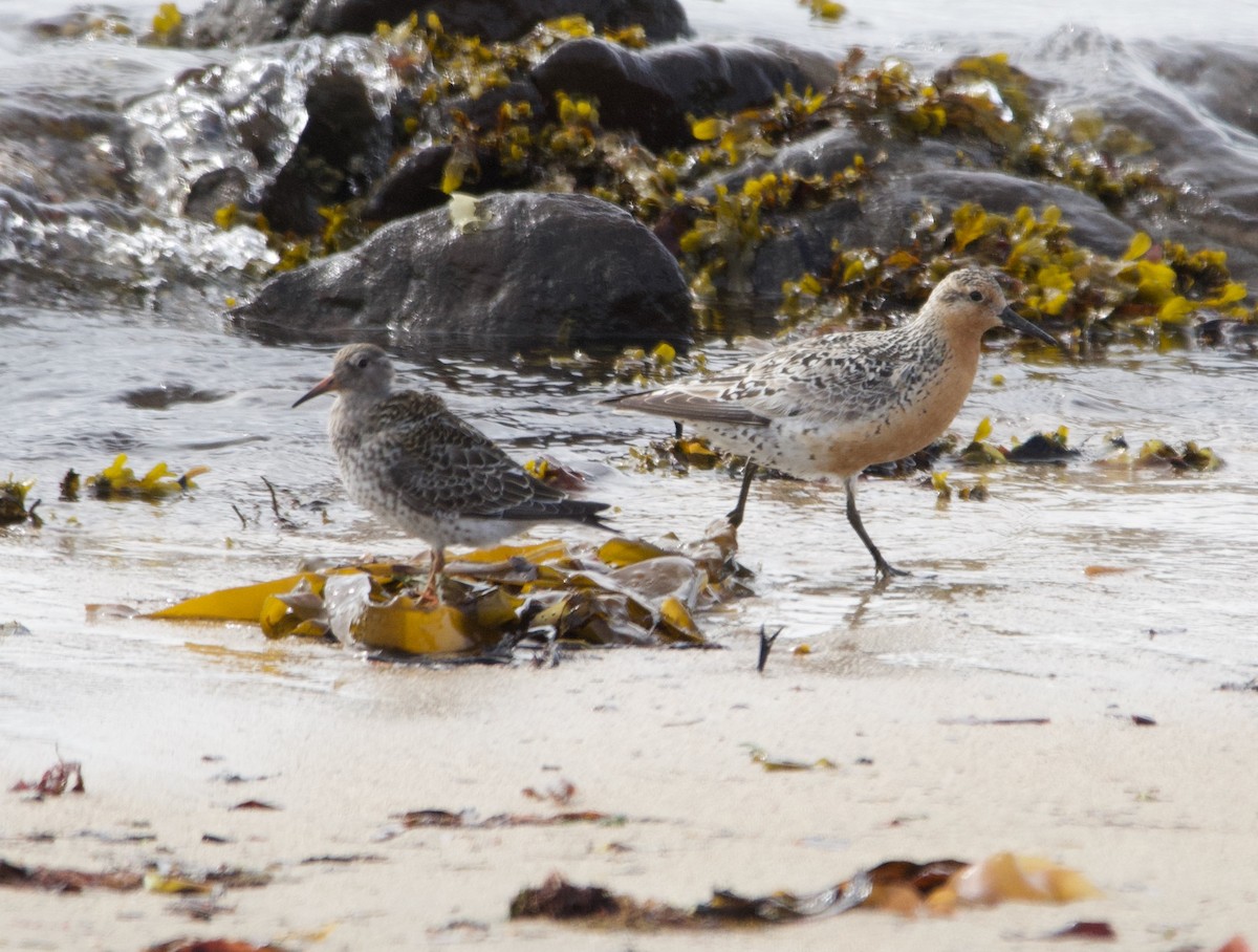 Purple Sandpiper - Alenka Weinhold