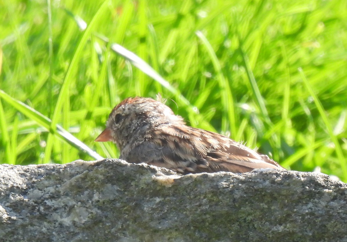 Chipping Sparrow - ML623716324