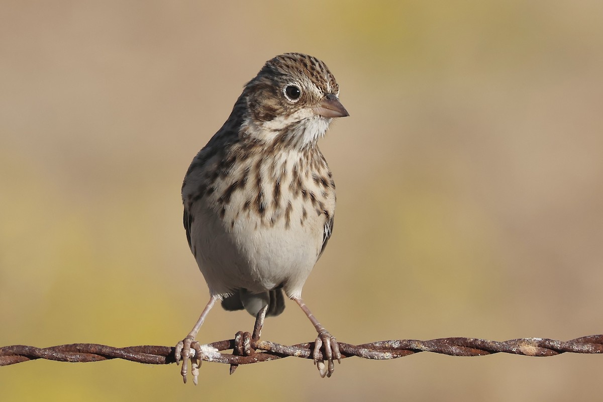 Vesper Sparrow - ML623716327