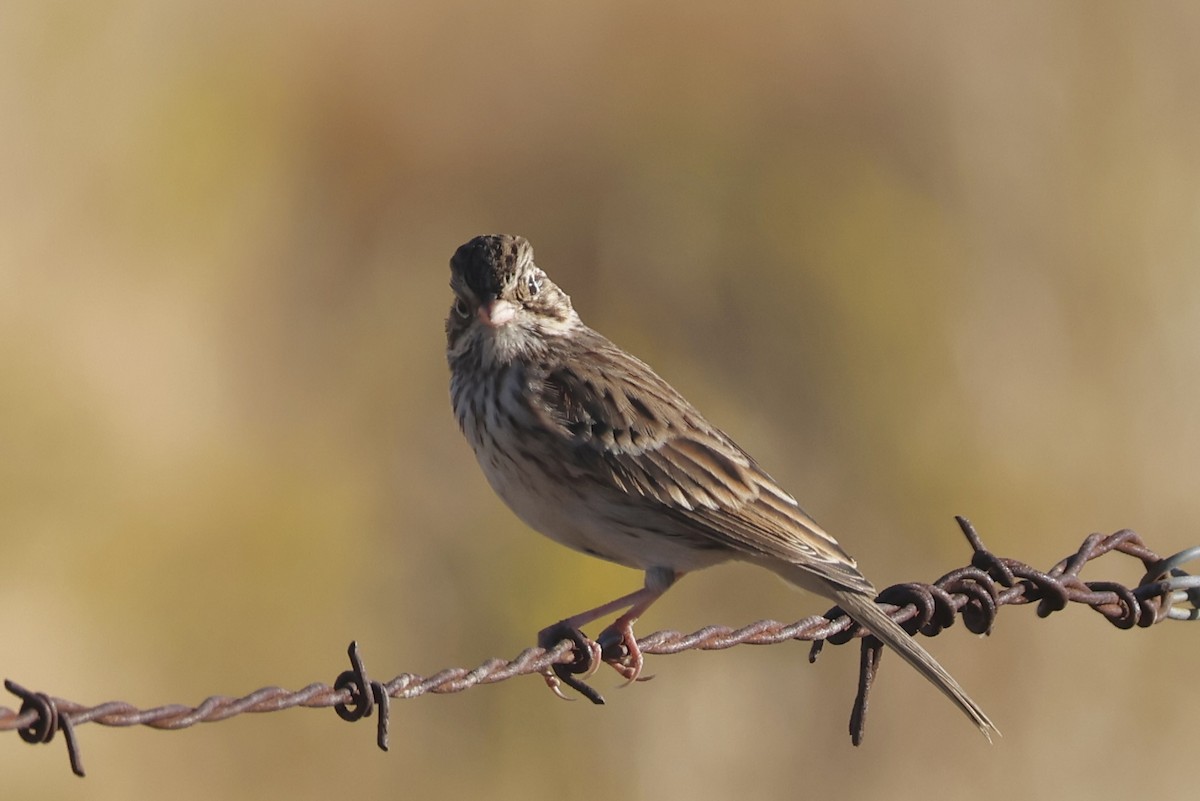 Vesper Sparrow - ML623716329