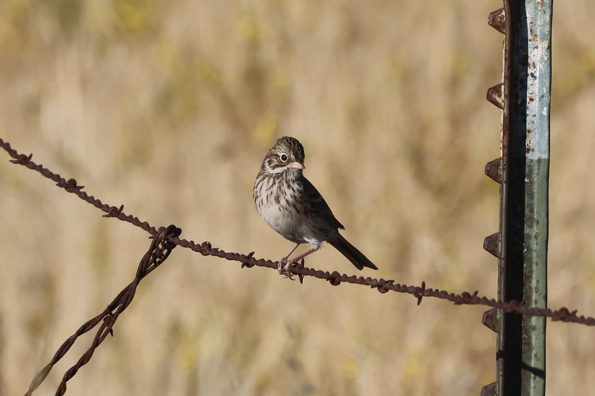 Vesper Sparrow - ML623716335