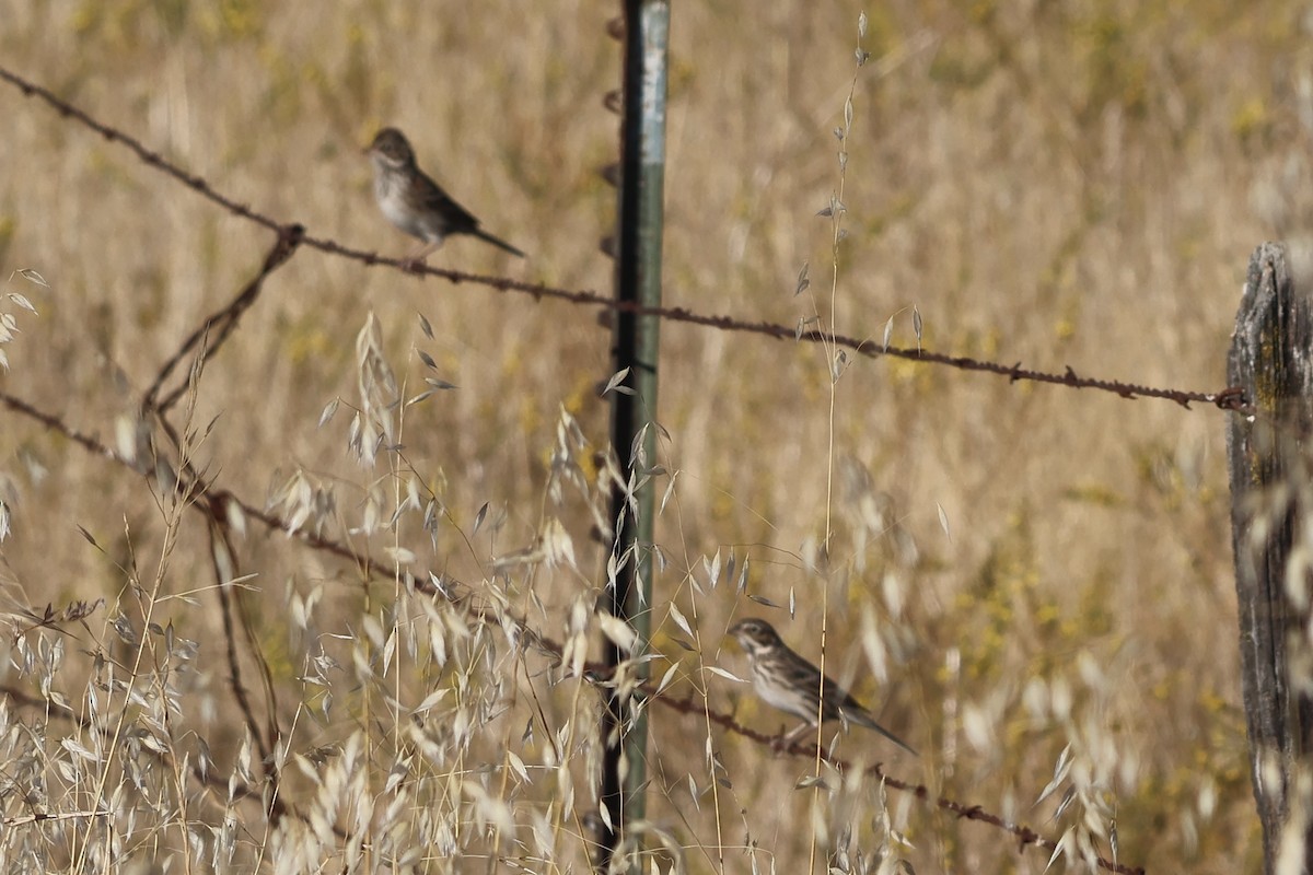 Vesper Sparrow - ML623716342