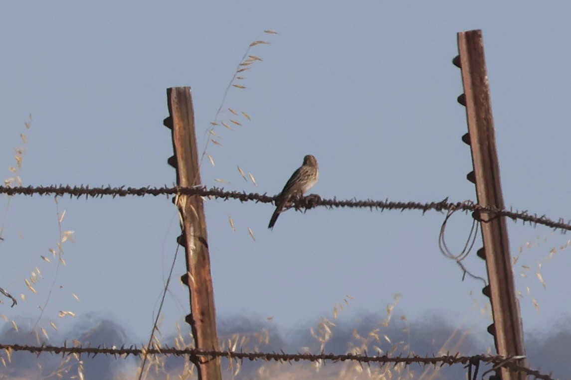 Vesper Sparrow - ML623716347