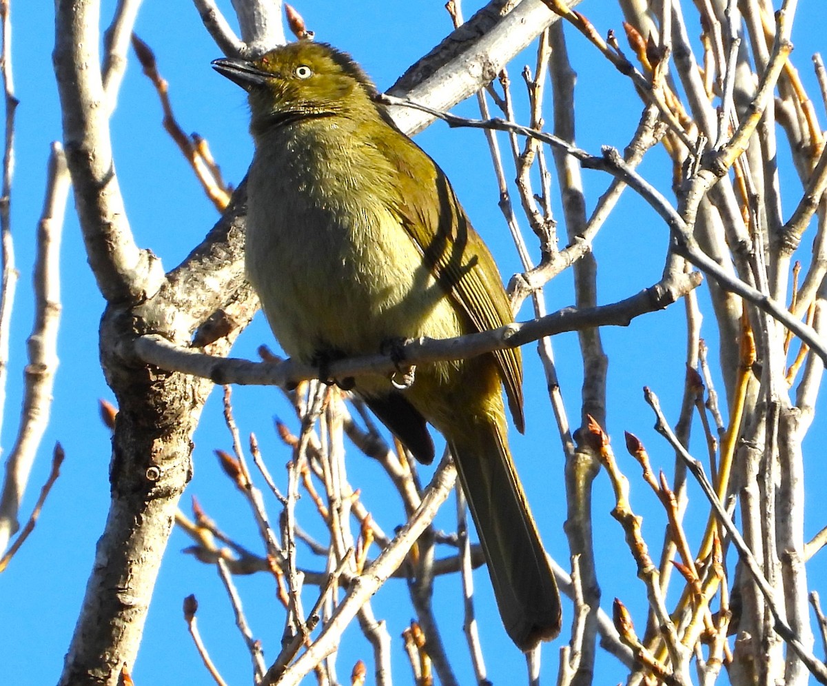 Sombre Greenbul - ML623716358