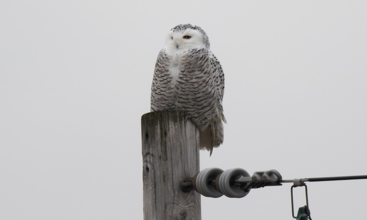 Snowy Owl - ML623716382