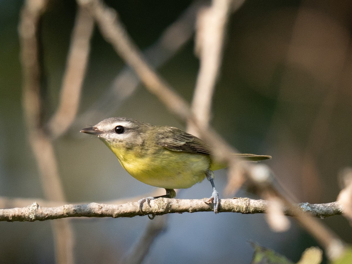 Philadelphia Vireo - ML623716406