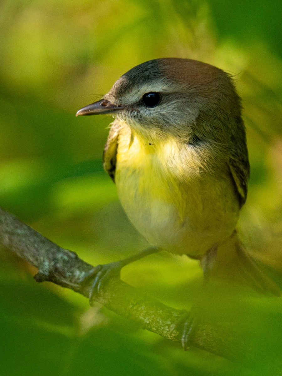Philadelphia Vireo - ML623716407