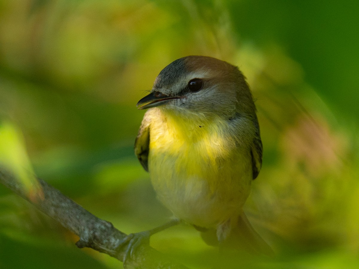 Philadelphia Vireo - ML623716408