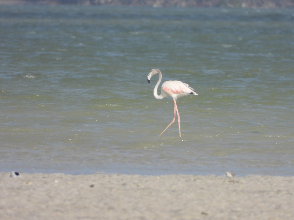 rosenflamingo - ML623716415