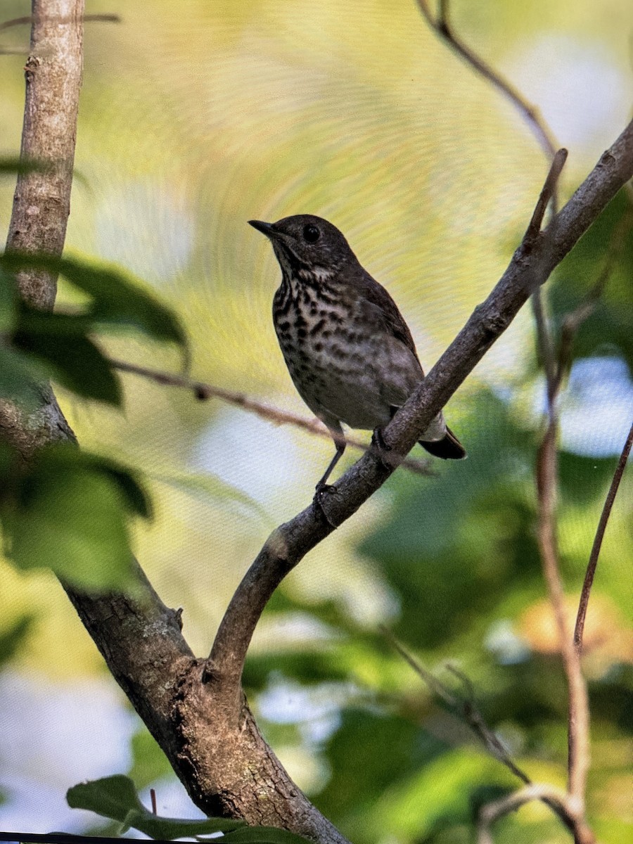 Gray-cheeked Thrush - ML623716428