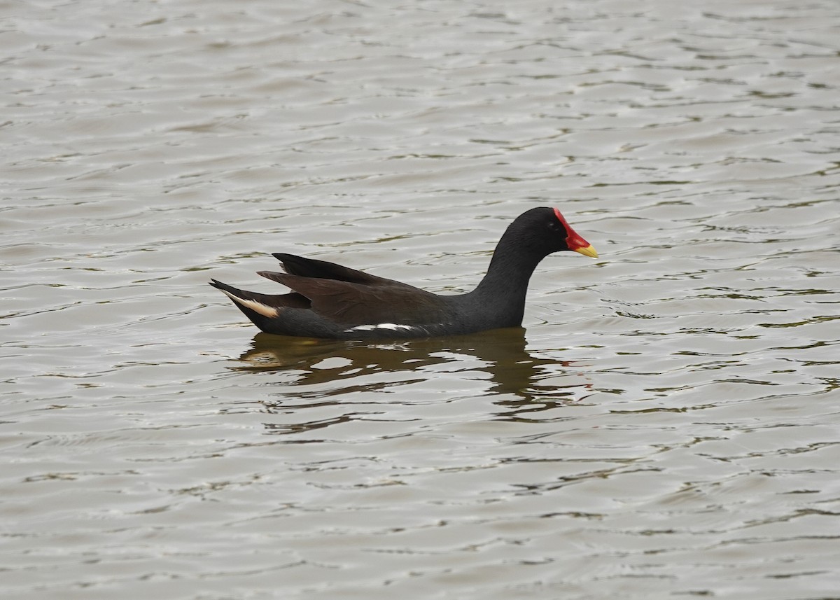Uroilo arrunta - ML623716486