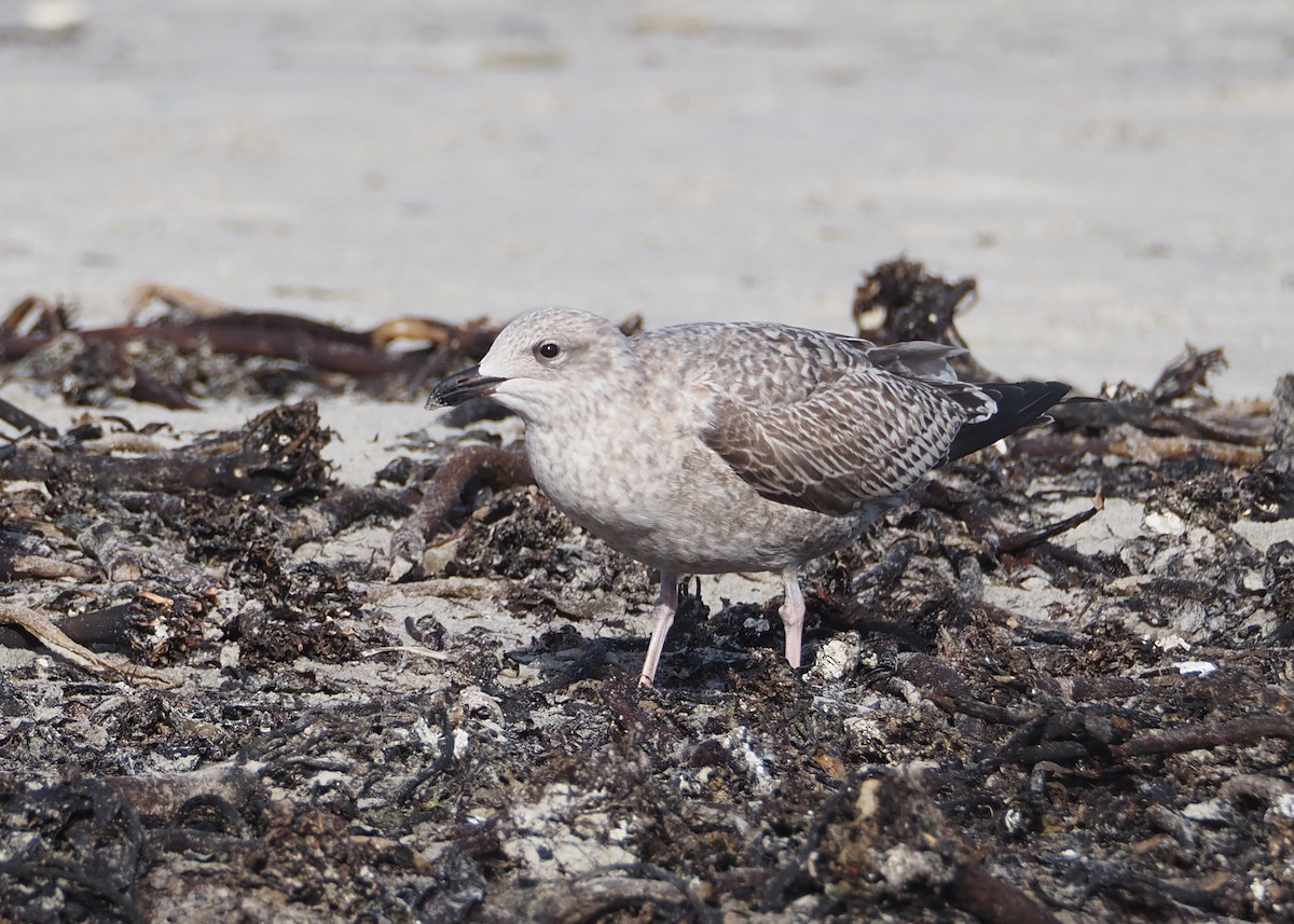 Herring Gull (European) - ML623716536