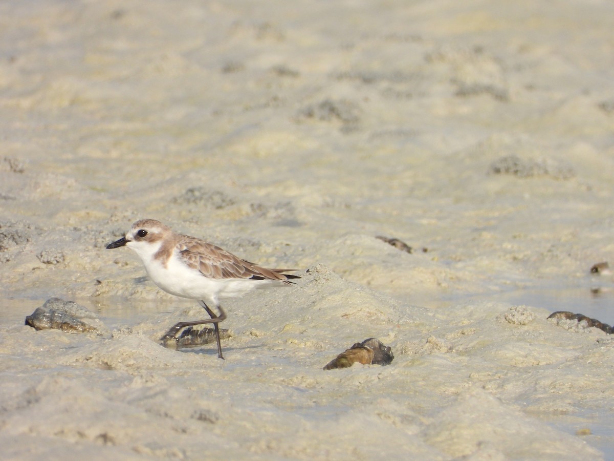 Tibetan Sand-Plover - ML623716556