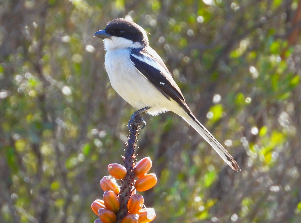 Southern Fiscal - Douglas Long