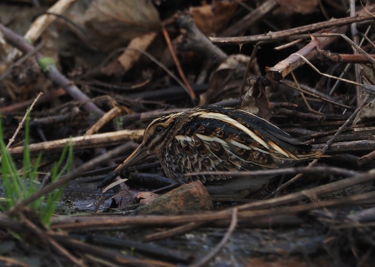 Jack Snipe - Livio Rey