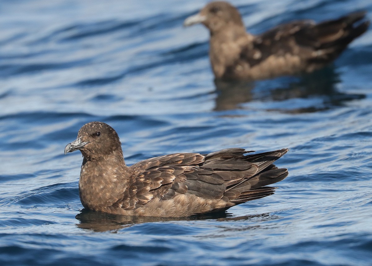 Brown Skua (Subantarctic) - ML623716635