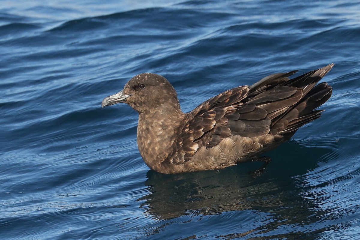 Brown Skua (Subantarctic) - Oliver Main