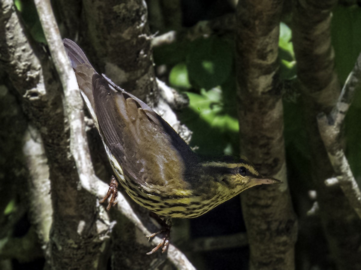 Northern Waterthrush - ML623716644