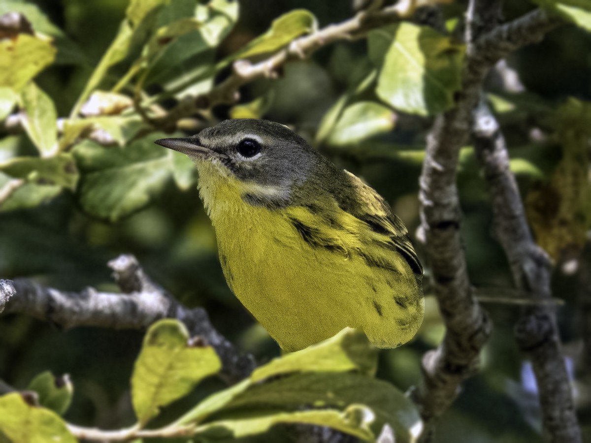 Prairie Warbler - ML623716656