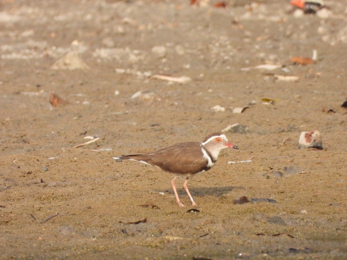 Three-banded Plover - ML623716657