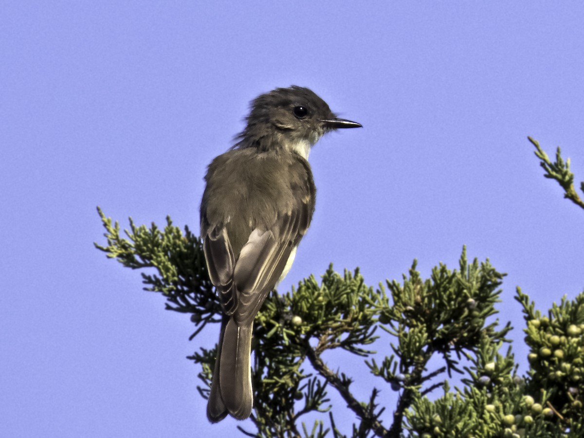 Eastern Phoebe - ML623716672