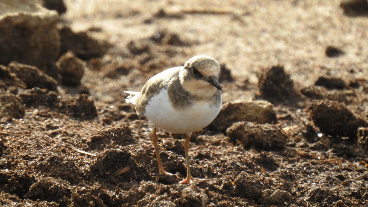 Sandregenpfeifer - ML623716710