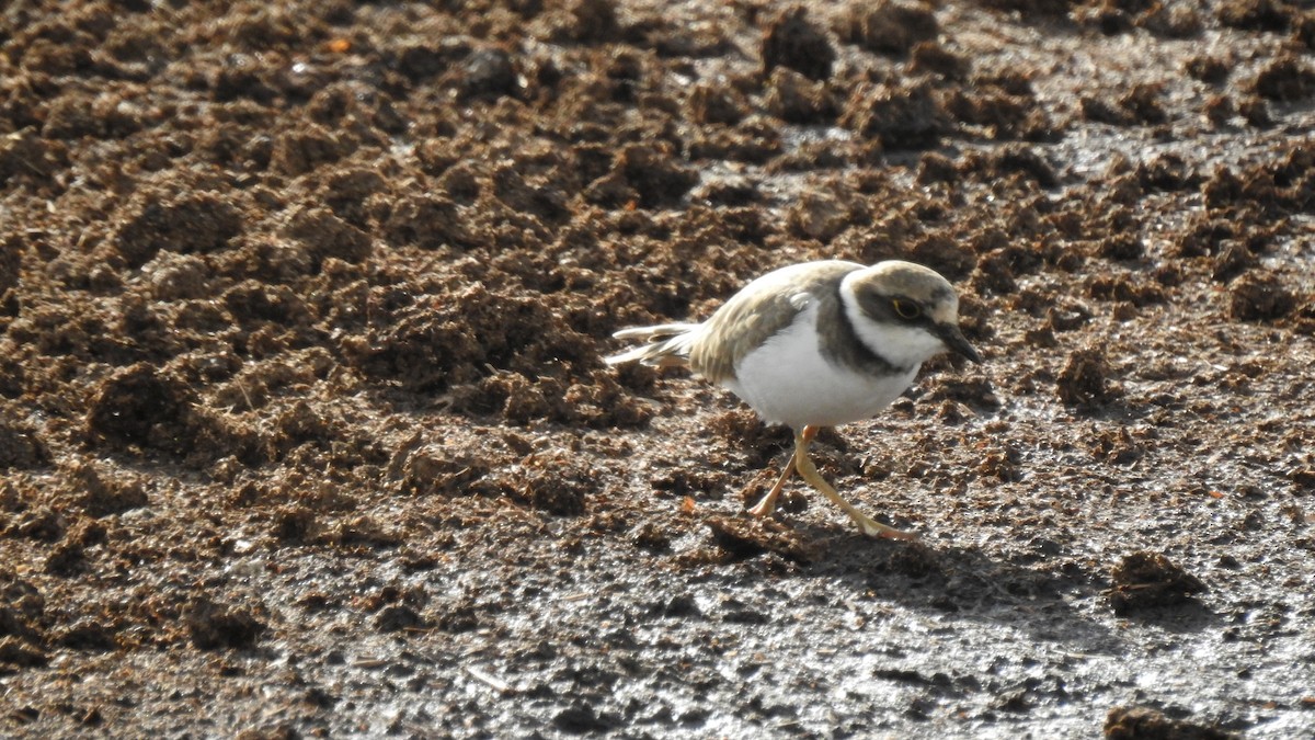 Sandregenpfeifer - ML623716712