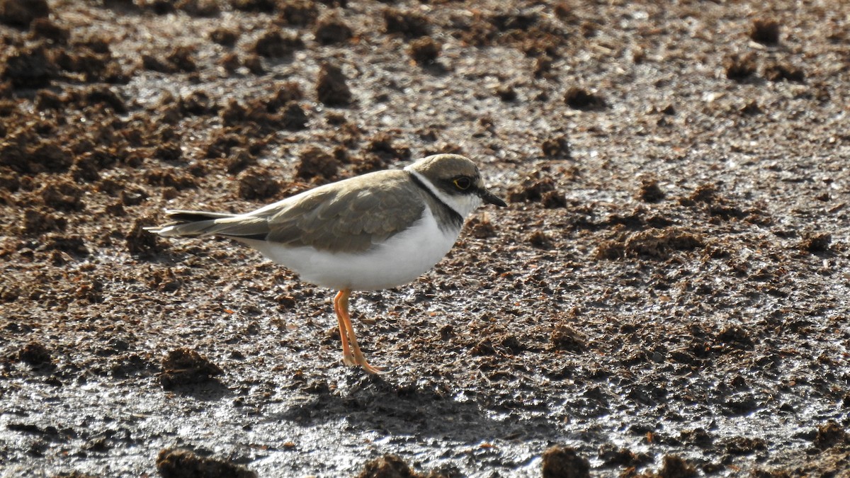 Sandregenpfeifer - ML623716713