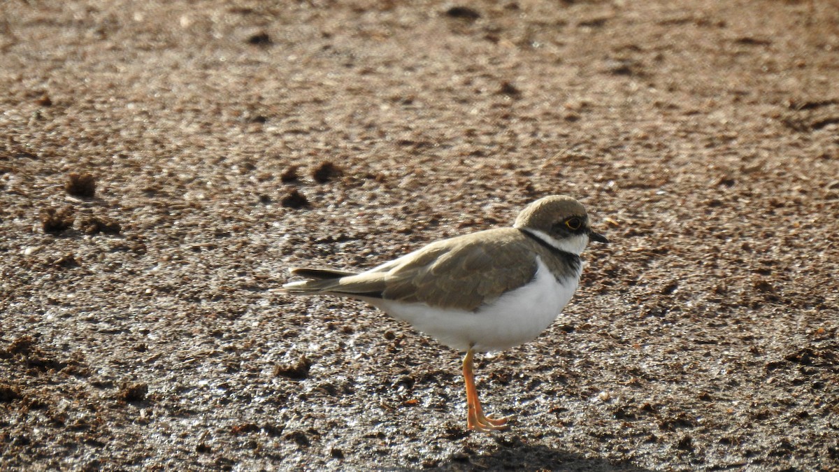 Sandregenpfeifer - ML623716714