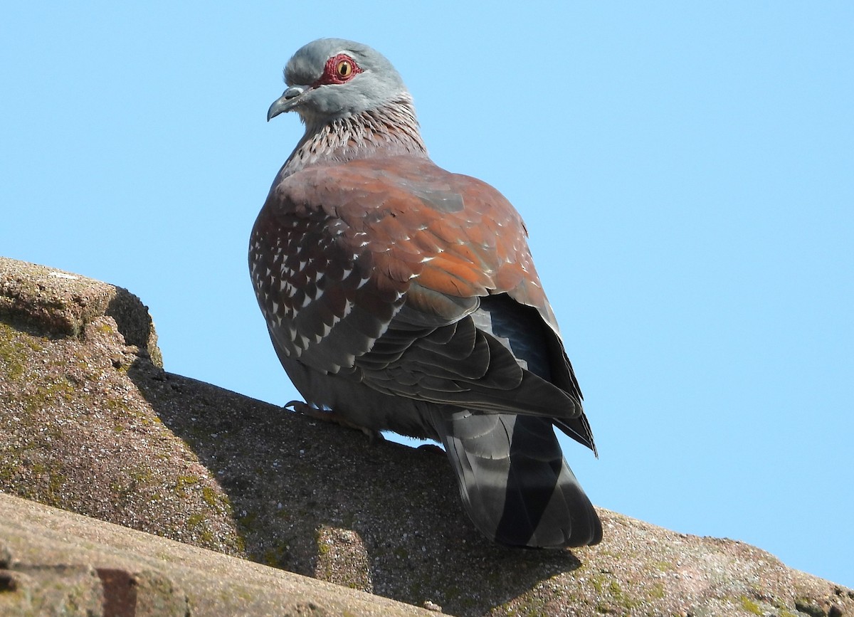 Speckled Pigeon - ML623716744