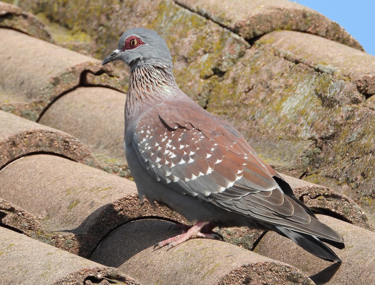 Speckled Pigeon - Douglas Long