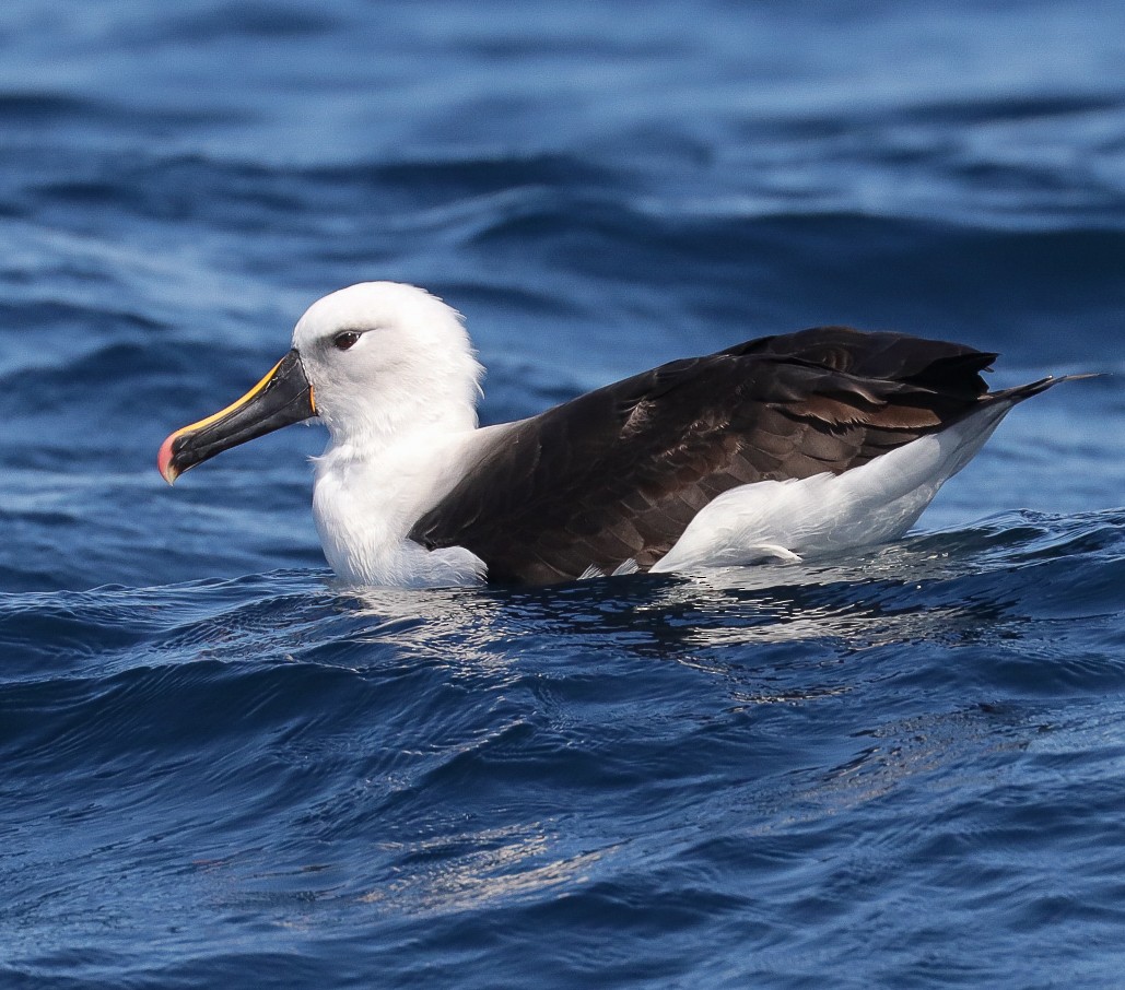 Kerguelenalbatros - ML623716778