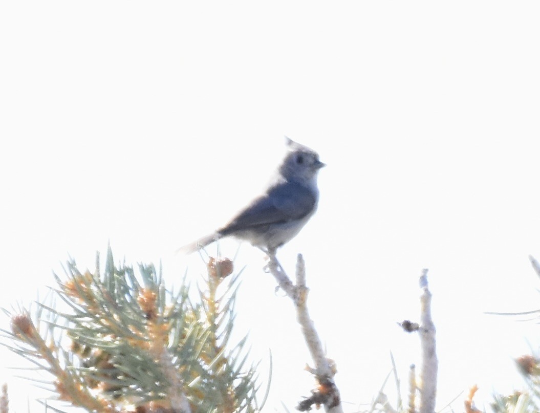 Juniper Titmouse - ML623716836